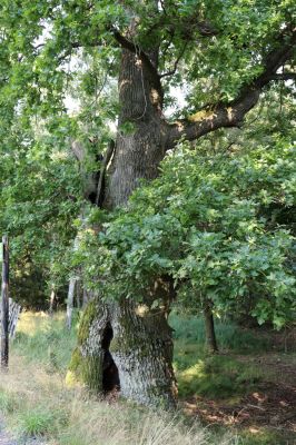 Licibořice, 7.8.2020
Trpišovský nový rybník.
Klíčová slova: Licibořice Slavická obora Trpišovský nový rybník