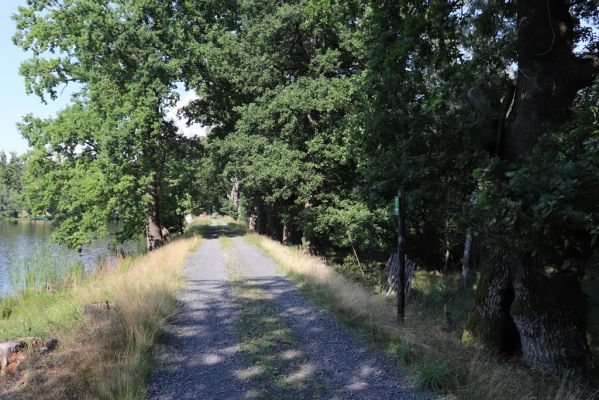 Licibořice, 7.8.2020
Trpišovský nový rybník.
Klíčová slova: Licibořice Slavická obora Trpišovský nový rybník