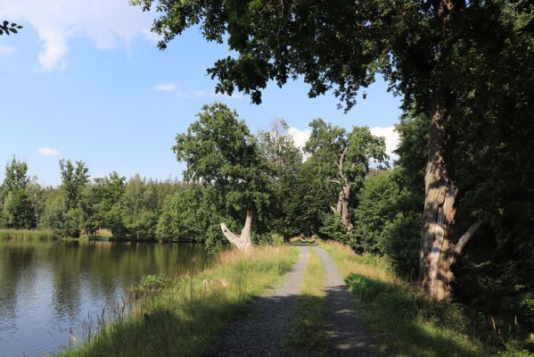 Licibořice, 7.8.2020
Trpišovský nový rybník.
Keywords: Licibořice Slavická obora Trpišovský nový rybník