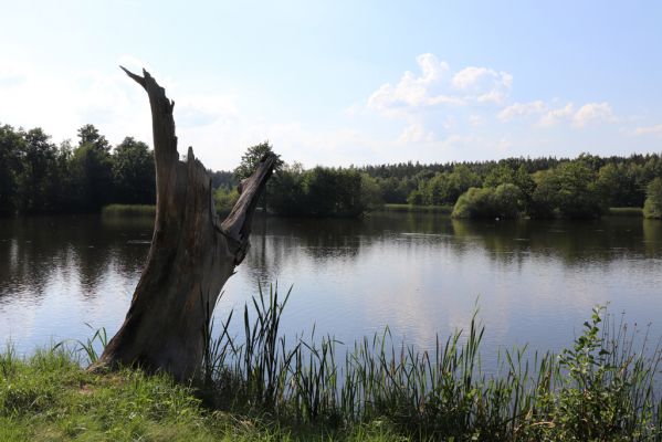 Licibořice, 7.8.2020
Trpišovský nový rybník.
Schlüsselwörter: Licibořice Slavická obora Trpišovský nový rybník