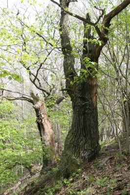 Smečno, 3.5.2017
Skalka, Smečanská rokle.
Klíčová slova: Smečno Skalka Smečanská rokle Ampedus brunnicornis