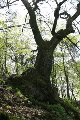 Smečno, 3.5.2017
Skalka, Smečanská rokle.
Keywords: Smečno Skalka Smečanská rokle Ampedus brunnicornis