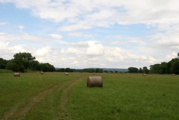 Smidary, 14.7.2014
Louky pod Loučnou Horou mezi Javorkou a Mlýnskou Javorkou. Pohled na sever.



Klíčová slova: Smidary Loučná Hora