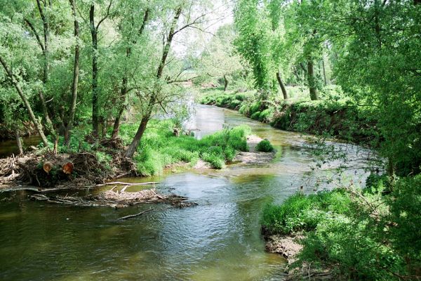 Medlov, řeka Jihlava, 16.5.2005
Štěrkové ostrovy a náplavy na březích řeky.
Keywords: Medlov Jihlava Synaptus filiformis Zorochros dermestoides