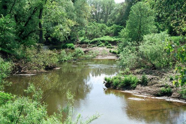 Smolín - Medlov, řeka Jihlava, 16.5.2005
Štěrkové a písčité náplavy na březích meandrující řeky.
Klíčová slova: Smolín Medlov Jihlava Synaptus filiformis Negastrius pulchellus Zorochros dermestoides