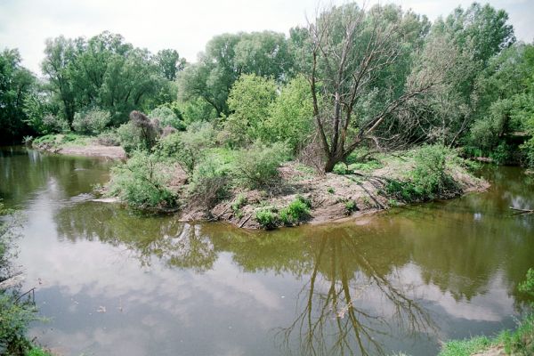 Smolín - Medlov, řeka Jihlava, 16.5.2005
Řeka Jihlava u protrženého meandru. Bahnité a písčité náplavy na březích řeky - biotop kovaříků Synaptus filiformis a Negastrius pulchellus.
Schlüsselwörter: Smolín Medlov Jihlava Synaptus filiformis Negastrius pulchellus