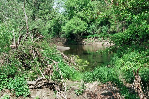 Smolín - Medlov, řeka Jihlava, 16.5.2005
Pobřežní houštiny v meandrech Jihlavy. Biotop kovaříka Synaptus filiformis.
Mots-clés: Smolín Medlov Jihlava Synaptus filiformis