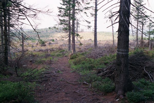 Rychlebské hory, Smrk, 7.9.2004
Holoseč na Smrku.


Klíčová slova: Lipová-lázně Rychlebské hory Smrk Diacanthous undulatus