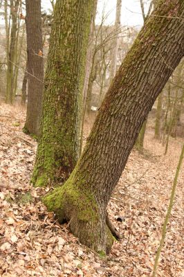 Sobotka, 3.2.2016
Humprecht - zámecký vrch. Biotop kovaříka Calambus bipustulatus.


Klíčová slova: Sobotka Humprecht zámecký park Calambus bipustulatus