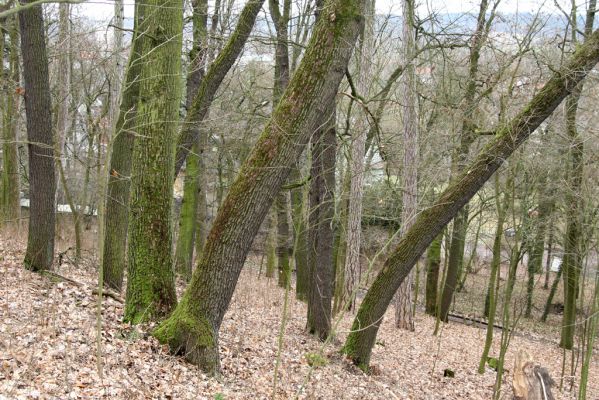 Sobotka, 3.2.2016
Humprecht - zámecký vrch. Biotop kovaříka Calambus bipustulatus.



Schlüsselwörter: Sobotka Humprecht zámecký park Calambus bipustulatus