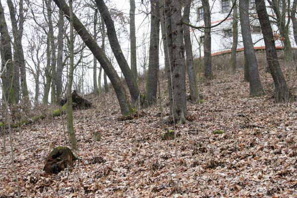 Sobotka, 3.2.2016
Humprecht - zámecký vrch.



Klíčová slova: Sobotka Humprecht zámecký park Calambus bipustulatus