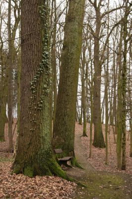 Sobotka, 3.2.2016
Humprecht - zámecký park.


Klíčová slova: Sobotka Humprecht zámecký park