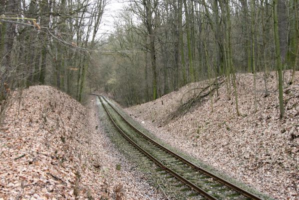 Sobotka, 3.2.2016
Železniční trať přes zámecký park.
Mots-clés: Sobotka Humprecht zámecký park