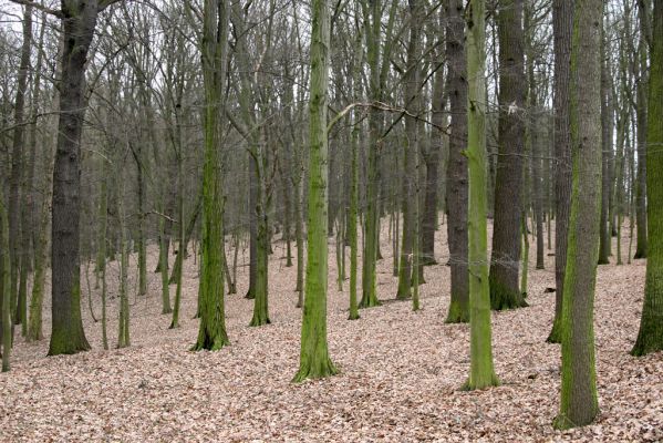 Sobotka, 3.2.2016
Humprecht - jihozápadní okraj zámeckého parku.



Klíčová slova: Sobotka Humprecht zámecký park