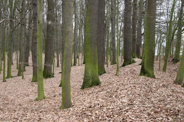 Sobotka, 3.2.2016
Humprecht - jihozápadní okraj zámeckého parku.



Klíčová slova: Sobotka Humprecht zámecký park