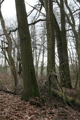 Sobotka, 3.2.2016
Humprecht - zámecký park, údolí potoka Sobotky. Biotop kovaříka Calambus bipustulatus.

Klíčová slova: Sobotka Humprecht zámecký park Calambus bipustulatus