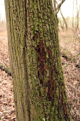 Sobotka, 3.2.2016
Humprecht - zámecký park, údolí potoka Sobotky. Biotop kovaříka Calambus bipustulatus.


Keywords: Sobotka Humprecht zámecký park Calambus bipustulatus