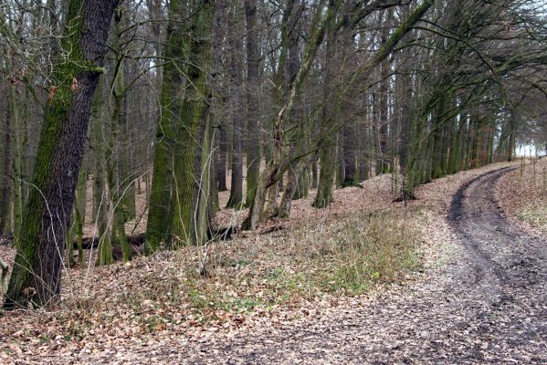 Sobotka, 3.2.2016
Humprecht - jihozápadní okraj zámeckého parku.



Klíčová slova: Sobotka Humprecht zámecký park Calambus bipustulatus