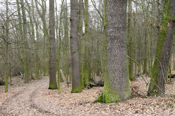 Sobotka, 3.2.2016
Humprecht - zámecký park, údolí potoka Sobotky. 

Klíčová slova: Sobotka Humprecht zámecký park Calambus bipustulatus