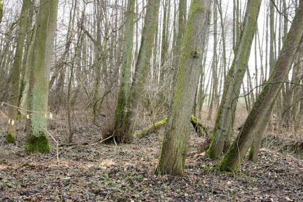 Sobotka, 3.2.2016
Humprecht - zámecký park, olšina v údolí potoka Sobotky. Biotop kovaříků Calambus bipustulatus.


Klíčová slova: Sobotka Humprecht zámecký park Calambus bipustulatus