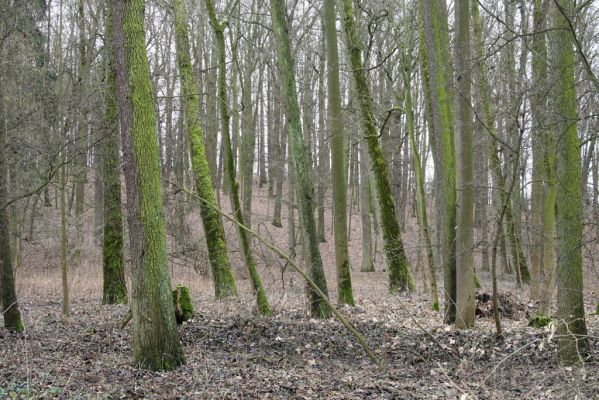 Sobotka, 3.2.2016
Humprecht - zámecký park, údolí potoka Sobotky.



Klíčová slova: Sobotka Humprecht zámecký park