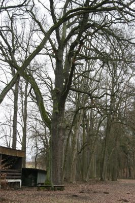 Sobotka, 3.2.2016
Humprecht - zámecký park, údolí potoka Sobotky.


Klíčová slova: Sobotka Humprecht zámecký park
