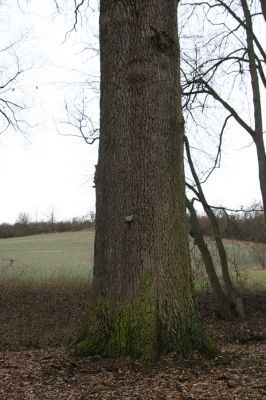 Sobotka, 3.2.2016
Humprecht - zámecký park, údolí potoka Sobotky. Dub s šestimetrovým obvodem kmene.



Klíčová slova: Sobotka Humprecht zámecký park