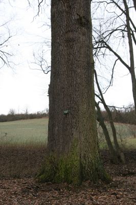 Sobotka, 3.2.2016
Humprecht - zámecký park, údolí potoka Sobotky. Dub s šestimetrovým obvodem kmene.



Schlüsselwörter: Sobotka Humprecht zámecký park