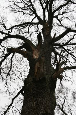 Sobotka, 3.2.2016
Humprecht - zámecký park, údolí potoka Sobotky. Dub s šestimetrovým obvodem kmene.  



Klíčová slova: Sobotka Humprecht zámecký park