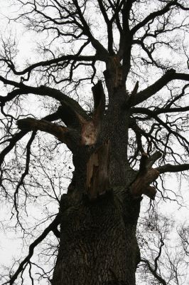 Sobotka, 3.2.2016
Humprecht - zámecký park, údolí potoka Sobotky. Dub s šestimetrovým obvodem kmene.  



Mots-clés: Sobotka Humprecht zámecký park