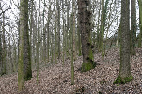 Sobotka, 3.2.2016
Humprecht - zámecký park, severní část.



Klíčová slova: Sobotka Humprecht zámecký park