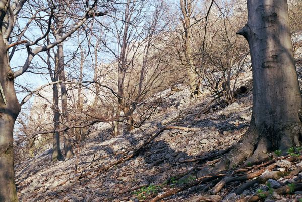 Sološnica, 16.4.2003
Malé Karpaty, suťový les na jižním svahu Vápenné.

Klíčová slova: Sološnica Malé Karpaty vrch Vápenná