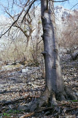 Sološnica, 16.4.2003
Malé Karpaty, suťový les na jižním svahu Vápenné.

Keywords: Sološnica Malé Karpaty vrch Vápenná