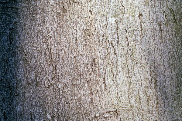 Sološnica, 16.4.2003
Malé Karpaty, suťový les na jižním svahu Vápenné. Kůra buku.

Klíčová slova: Sološnica Malé Karpaty vrch Vápenná