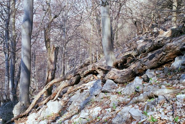 Sološnica, 16.4.2003
Malé Karpaty, suťový les na jižním svahu Vápenné.
Klíčová slova: Sološnica Malé Karpaty vrch Vápenná Stenagostus rhombeus Ampedus cinnabarinus elegantulus rufipennis