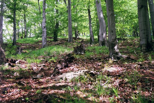 Česká Rybná, 9.8.2004
Bukový les na svahu nad Divokou Orlicí. 
Schlüsselwörter: Česká Rybná Litice nad Orlicí