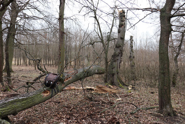 Břeclav, 1.4.2022
Obora Soutok - Lánská louka. Rozlomený jilm byl osídlený krasci Lamprodila mirifica, Anthaxia hackeri a tesaříky Saperda punctata.
Keywords: Břeclav obora Soutok Lánská louka