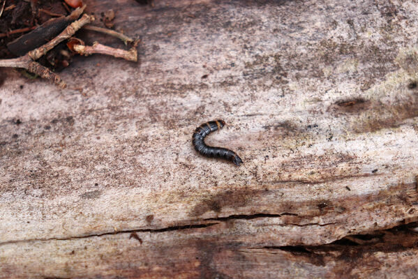 Břeclav, 1.4.2022
Obora Soutok - Lánská louka. Pod kůrou padlého kmenu topolu byla larva kovaříka Stenagostus rhombeus.
Keywords: Břeclav obora Soutok Lánská louka