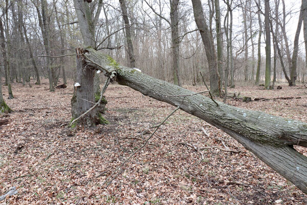 Břeclav, 1.4.2022
Obora Soutok - Lánská louka.
Keywords: Břeclav obora Soutok Lánská louka