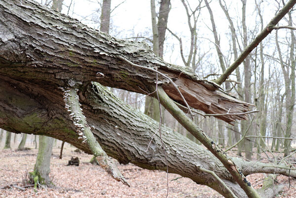 Břeclav, 1.4.2022
Obora Soutok - Lánská louka.
Schlüsselwörter: Břeclav obora Soutok Lánská louka