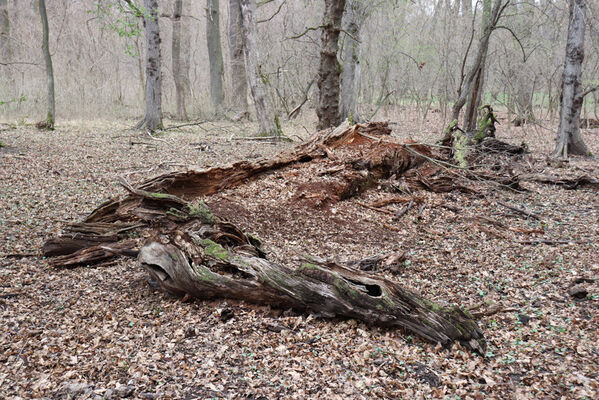 Břeclav, 1.4.2022
Obora Soutok - Malé Lány. Hřbitov dubů.
Keywords: Břeclav obora Soutok Malé Lány