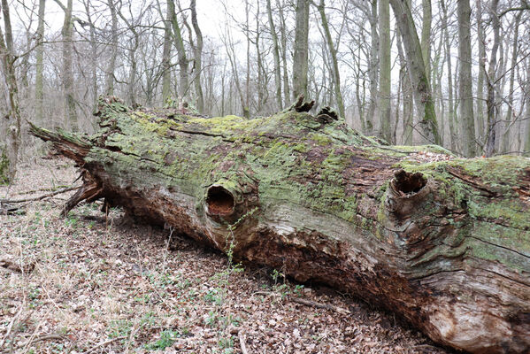 Břeclav, 1.4.2022
Obora Soutok - Malé Lány. Hřbitov dubů.
Keywords: Břeclav obora Soutok Malé Lány