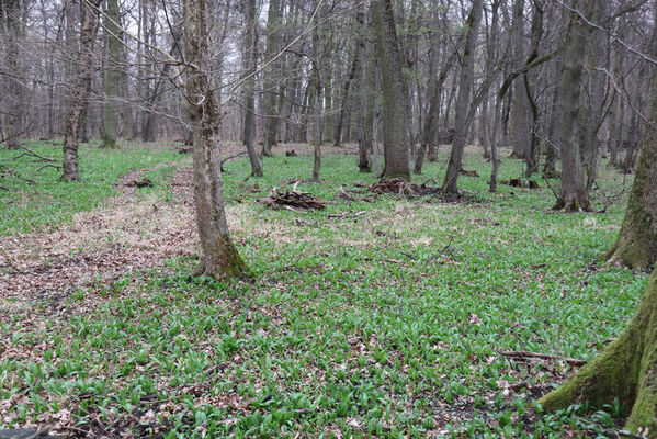 Břeclav, 1.4.2022
Obora Soutok - Malé Lány. Česneková plantáž.
Mots-clés: Břeclav obora Soutok Malé Lány