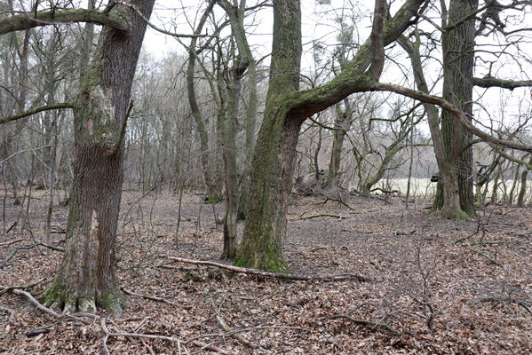 Břeclav, 1.4.2022
Obora Soutok - Krásná lípa. Zimoviště kovaříků Brachygonus ruficeps.
Schlüsselwörter: Břeclav obora Soutok Krásná lípa