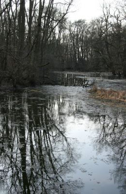 Lanžhot, 24.3.2010
Lužní les u rezervace Soutok.
Klíčová slova: Lanžhot Soutok Cahnov