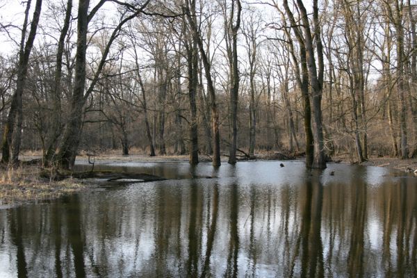 Lanžhot, 24.3.2010
Lužní les u rezervace Soutok.
Klíčová slova: Lanžhot Soutok Cahnov