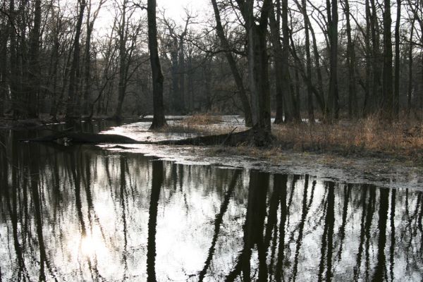 Lanžhot, 24.3.2010
Lužní les u rezervace Cahnov.
Klíčová slova: Lanžhot Soutok Cahnov