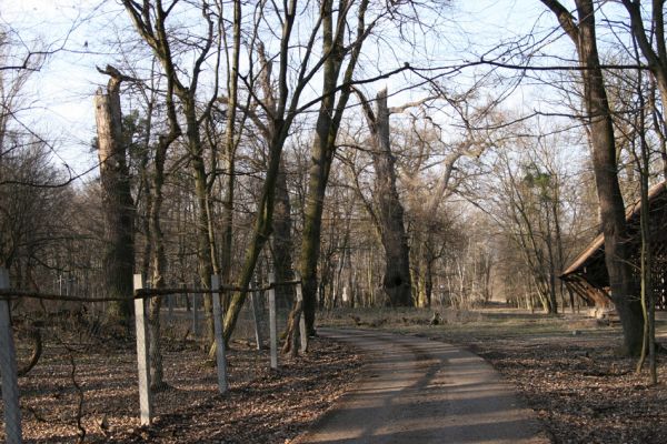 Lanžhot, 24.3.2010
Cesta lužním lesem u rezervace Cahnov.
Klíčová slova: Lanžhot Soutok Cahnov