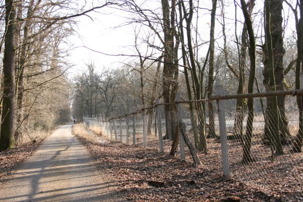 Lanžhot, 24.3.2010
Cesta lužním lesem u rezervace Cahnov.
Schlüsselwörter: Lanžhot Soutok Cahnov