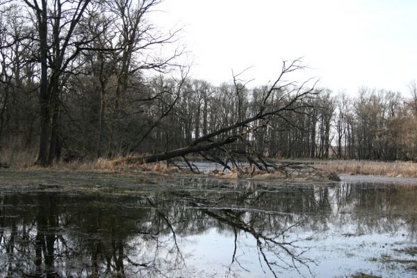 Lanžhot, 24.3.2010
Lužní les v rezervaci Cahnov.
Klíčová slova: Lanžhot Soutok Cahnov